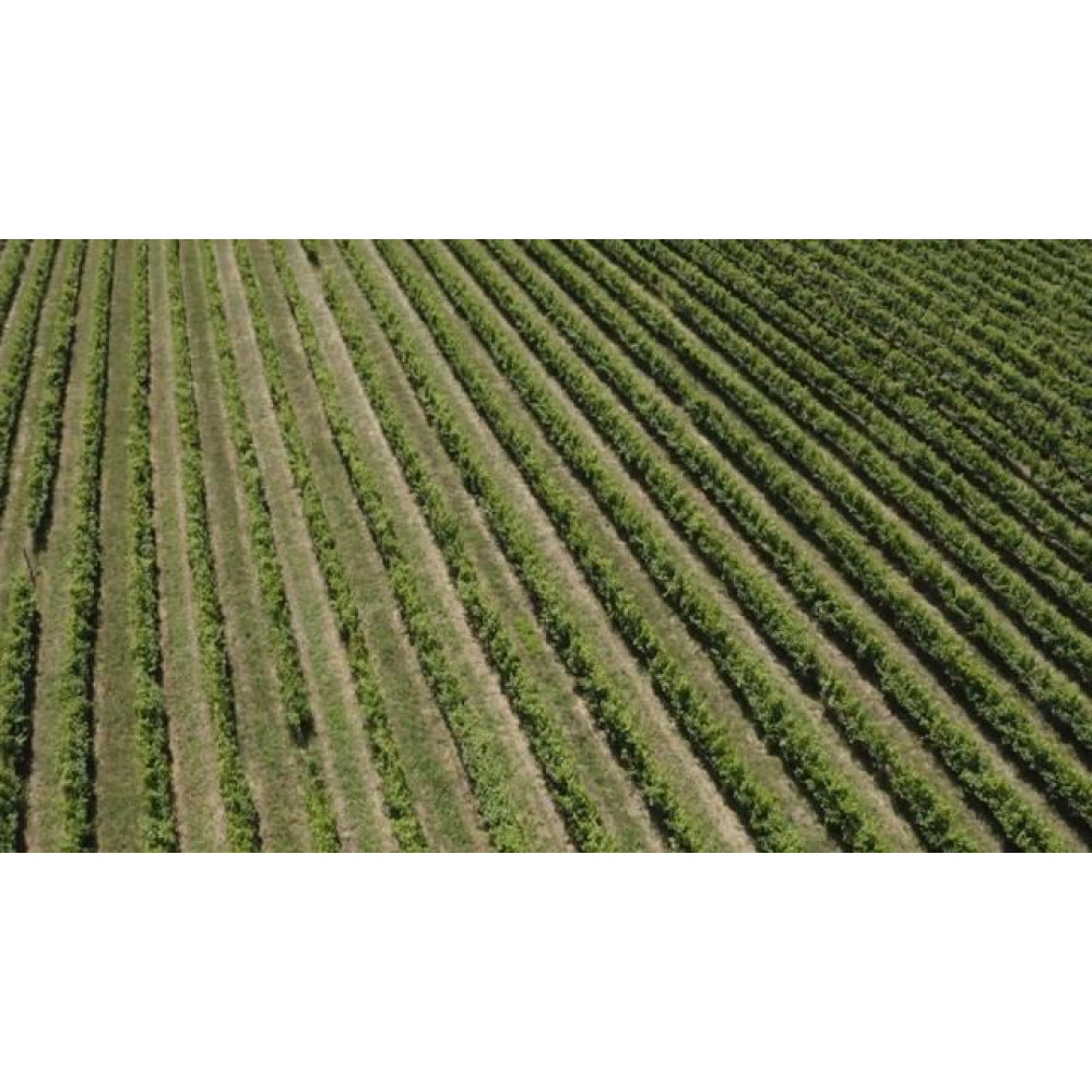 Винный холодильник Vinosafe VSF51AM